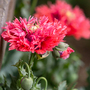 Poppy 'Seriously Scarlet' - Seeds