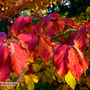 Parrotia persica (Mature Tree)