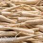 Parsnip 'Arrow' - Seeds