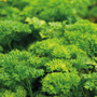 Parsley 'Champion' - Start a Garden Seeds