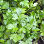 Parsley 'Plain Leaved (Sheeps) 2' (Flat Leaved) - Seeds