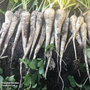 Parsnip 'Warrior' F1 Hybrid - Seeds