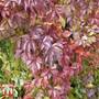 Parthenocissus quinquefolia 'Troki Red Wall'