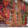 Parthenocissus tricuspidata 'Veitchii'