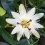 Passiflora caerulea 'Constance Elliott'