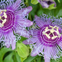 Passiflora 'Cooltropics® Eia Popeia'®