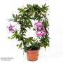 Passiflora on Hoop Mix