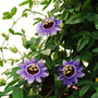 Passiflora 'Purple Haze'