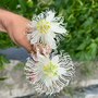 Passiflora 'Cooltropics Snowstar®'