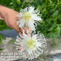 Passiflora 'Cooltropics Snowstar®'