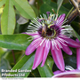 Passiflora 'Violacea Victoria'