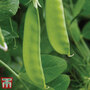 Pea 'Oregon Sugar Pod' (Mangetout) - Seeds