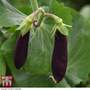 Pea 'Shiraz' (Mangetout) - Seeds