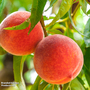 Peach 'Red Peachy'