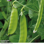 Pea 'Oregon Sugar Pod' (Mangetout) - Seeds