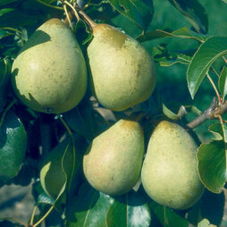 Pear 'Beth'