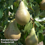 Pear 'Concorde'