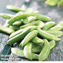 Pea 'Sugar Ann' - Kew Veg Seeds