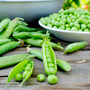 Pea 'Ambassador' (Maincrop)