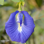 Butterfly Pea - House Plant Seeds