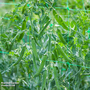 Pea 'Flovert' (Petit Pois) - Seeds