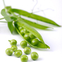 Pea 'Hurst Green Shaft' - Seeds