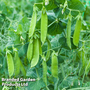 Pea 'Snow Max' (Mangetout) - Seeds