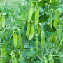 Pea 'Snow Max' (Mangetout) - Seeds