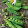 Pea 'Meteor' (First Early) - Seeds