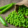 Pea 'Mr Big' - Seeds