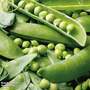 Pea 'Rondo' (Maincrop) - Seeds
