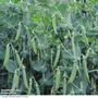 Pea 'Terrain' - Seeds
