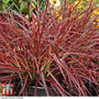 Pennisetum x advena 'Fireworks'