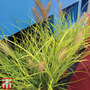 Pennisetum 'Hameln Gold'