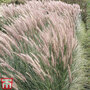 Pennisetum 'Hameln'