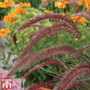 Pennisetum 'Rubrum'