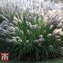 Pennisetum alopecuroides 'Moudry'