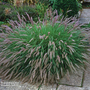 Pennisetum alopecuroides