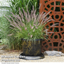 Pennisetum orientale 'Dance with Me'