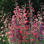 Penstemon barbartus 'Twizzle'