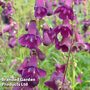 Penstemon 'Countess of Dalkeith'