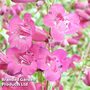 Penstemon 'Purple Bedder'