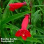 Penstemon 'Windsor Red'