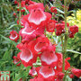 Penstemon 'Sweet Cherry'