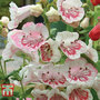 Penstemon 'Strawberries & Cream'