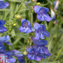 Penstemon heterophyllus 'Electric Blue'