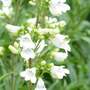 Penstemon 'Pensham Arctic Fox'