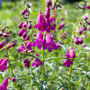 Penstemon 'Blackberry'