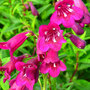 Penstemon 'Blackbird'