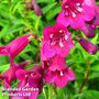 Penstemon 'Blackbird'